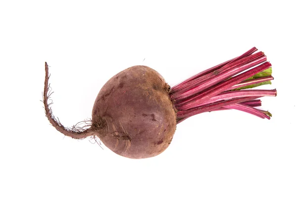 Fresh red beet — Stock Photo, Image