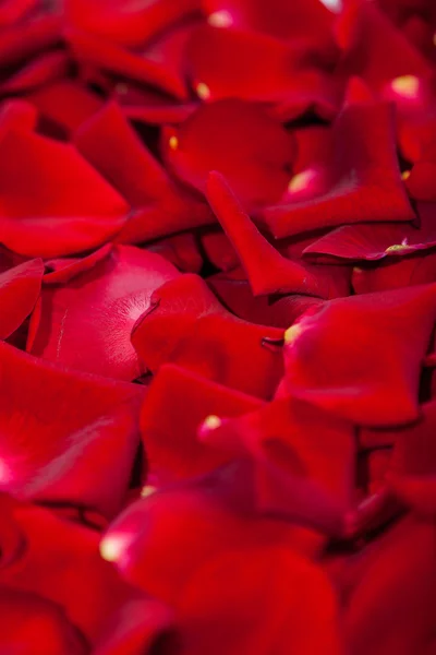 Piękne czerwone płatki róż — Zdjęcie stockowe
