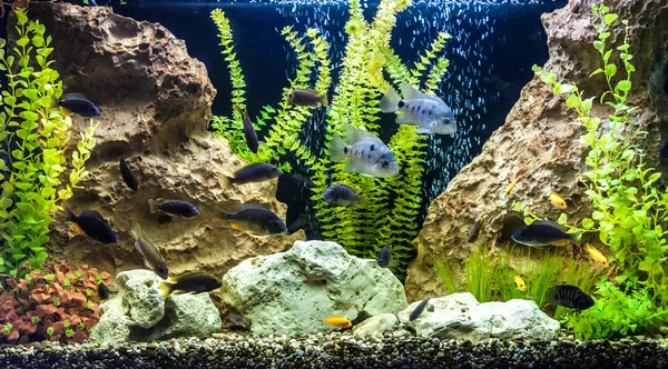 Aquarium d'eau douce tropicale avec poissons — Photo