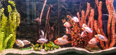 ttropical tatlı su Akvaryum balıkları ile