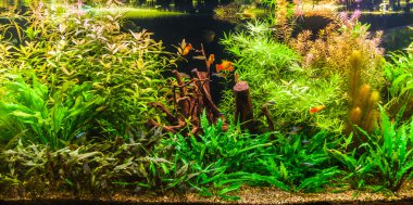 ttropical tatlı su Akvaryum balıkları ile