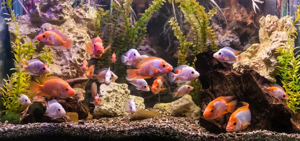Ttropical freshwater aquarium with fishes — Stock Photo, Image