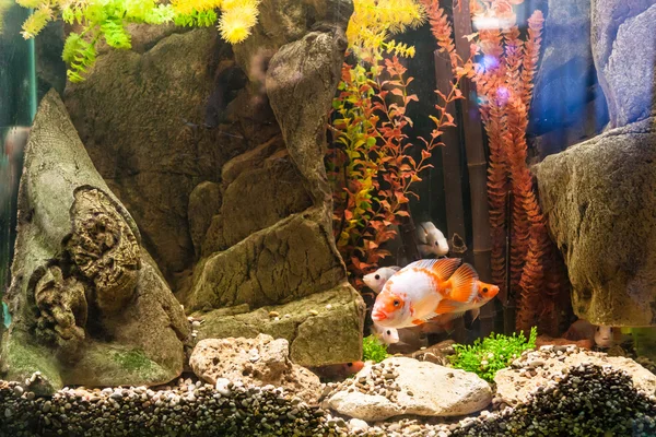 Aquarium d'eau douce tropicale avec poissons — Photo