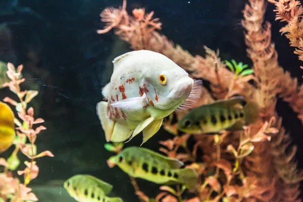 Acuario tropical de agua dulce con peces —  Fotos de Stock