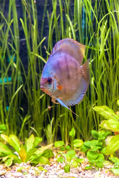 Aquarium mit tropischen Fischen des Symphysodon discus spices — Stockfoto