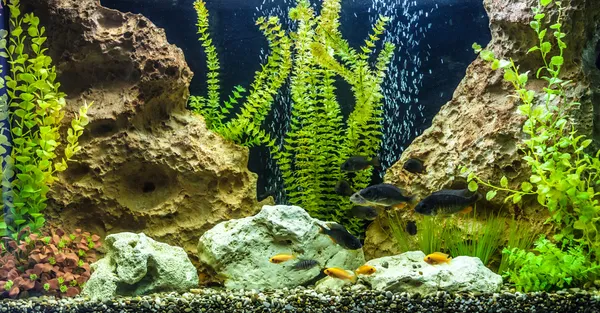 Acuario tropical de agua dulce con peces — Foto de Stock