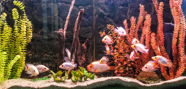 Aquário tropical de água doce com peixes — Fotografia de Stock