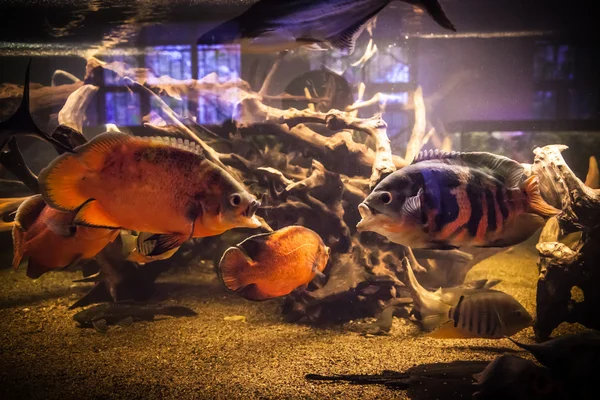 Shoal of piranha fishes in an aquarium — Stock Photo, Image