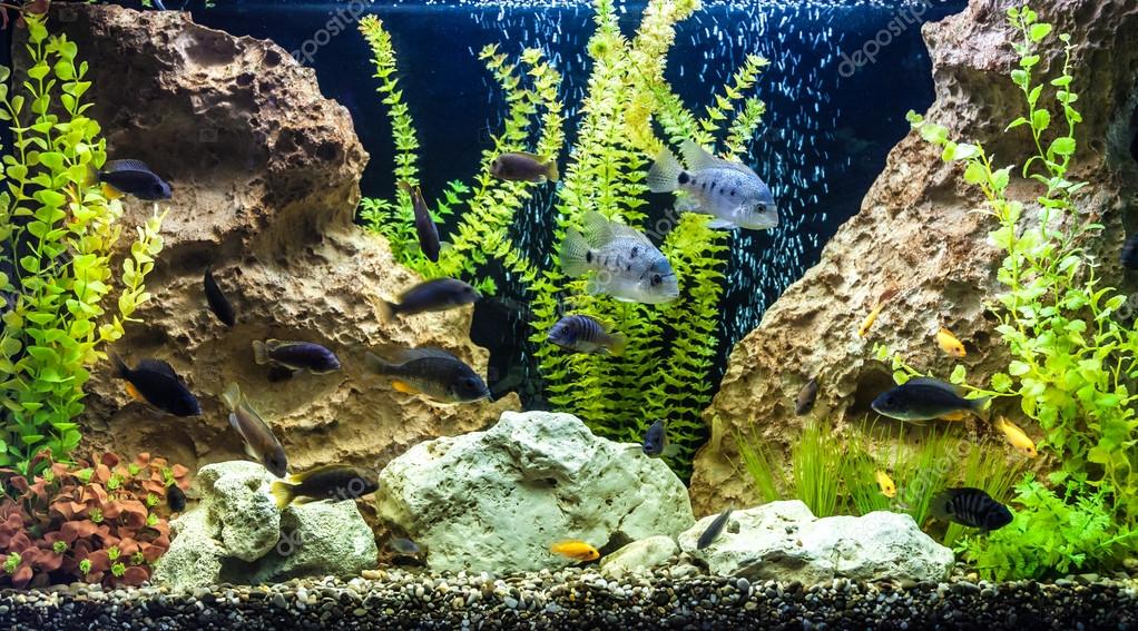 Ttropical freshwater aquarium with fishes — Stock Photo © bloodua 40601193