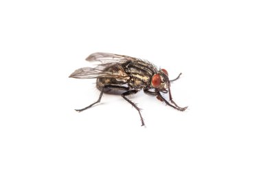 Housefly isolated on white clipart