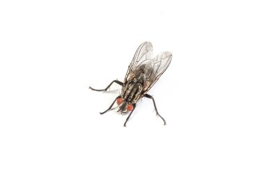 Housefly isolated on white clipart