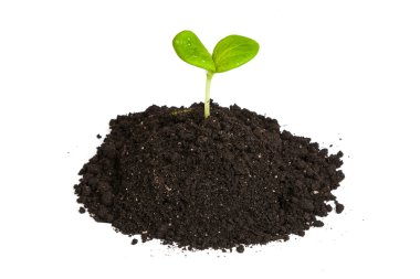 Yeşil Filiz ile yığın toprak