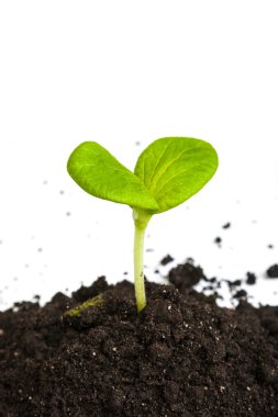 Yeşil Filiz ile yığın toprak