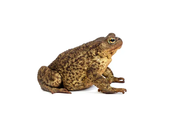 Green frog — Stock Photo, Image