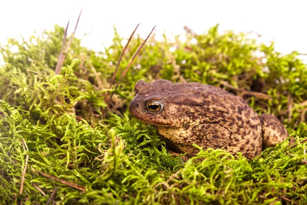 Toad is sitting on moss — Stock Photo, Image