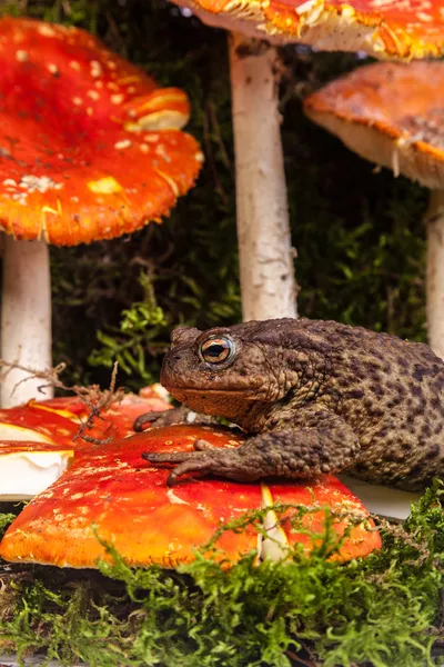 Toad is sitting on amanita — Stock Photo, Image