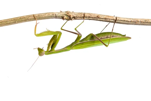 Mantis verde — Foto de Stock