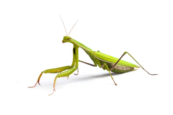 Mantis verde — Foto de Stock