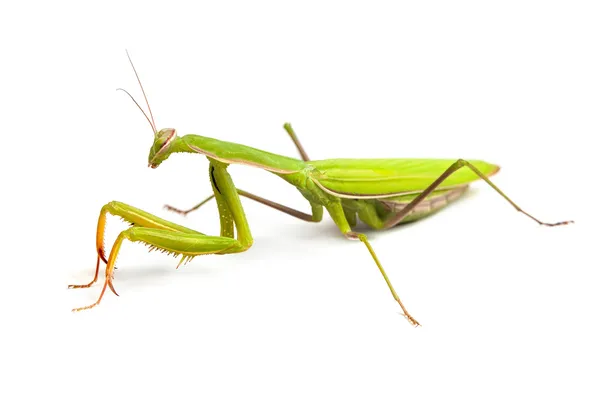 Gröna mantis — Stockfoto