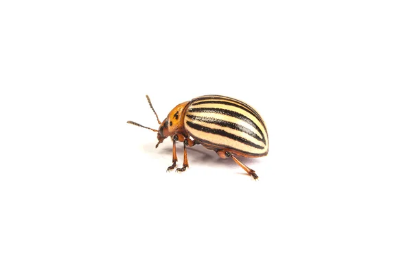 Colorado potato beetles — Stock Photo, Image