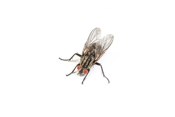 Housefly isolado em branco — Fotografia de Stock