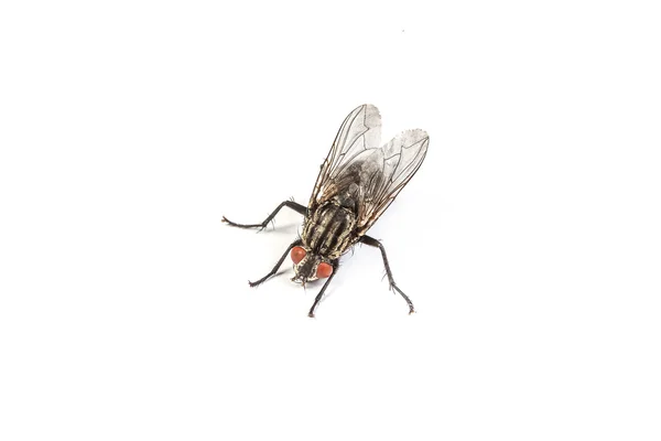 Housefly elszigetelt fehér — Stock Fotó