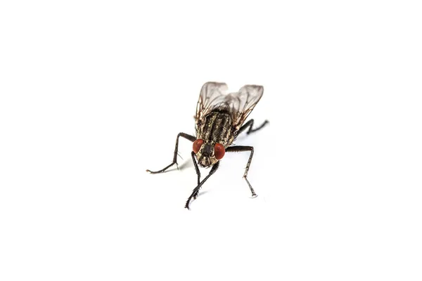 Макро знімок Housefly — стокове фото