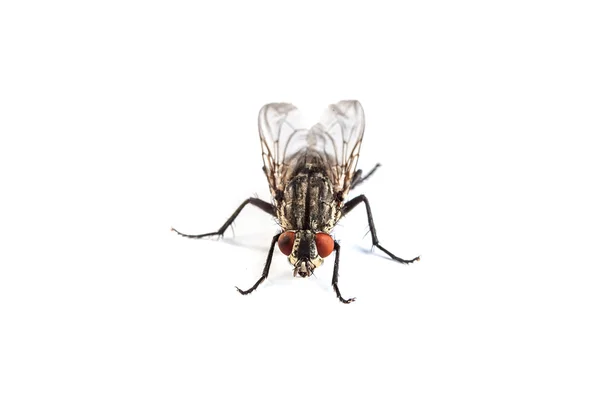 Housefly isolado em branco — Fotografia de Stock