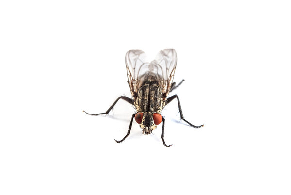 Housefly isolated on white