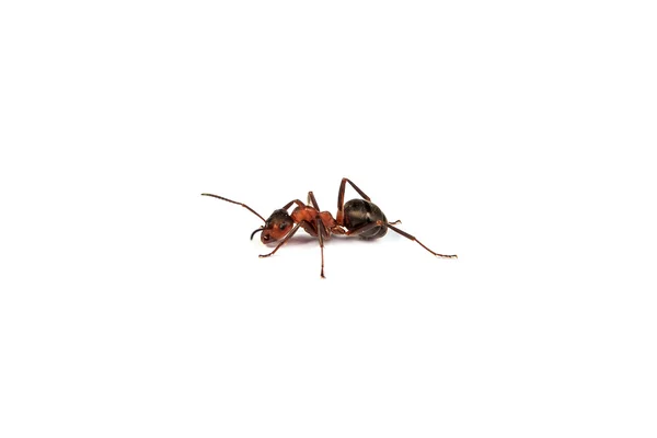 빨간 개미 — 스톡 사진