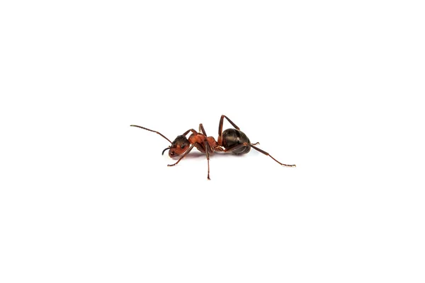 Red ant — Stock Photo, Image