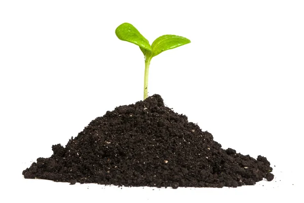 Heap dirt with a green sprout — Stock Photo, Image