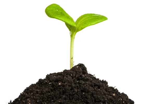 Heap dirt with a green sprout — Stock Photo, Image