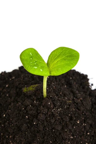 Heap vuil met een groene spruit — Stockfoto