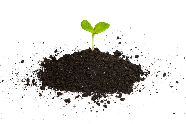 Heap dirt with a green sprout — Stock Photo, Image