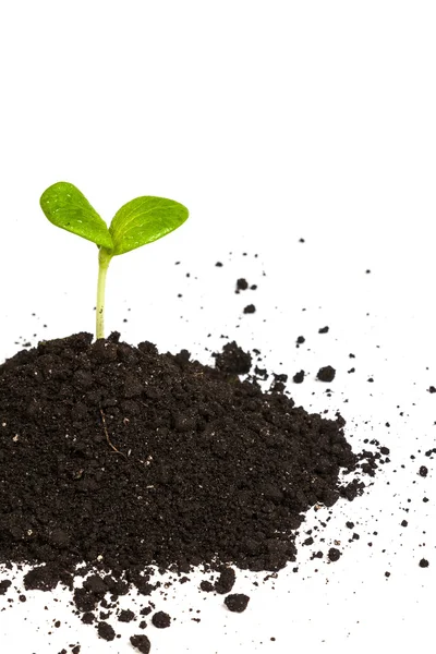 Heap dirt with a green sprout — Stock Photo, Image