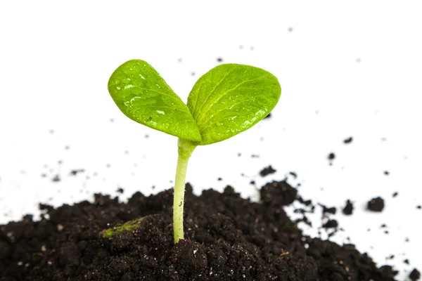 Heap dirt with a green sprout — Stock Photo, Image