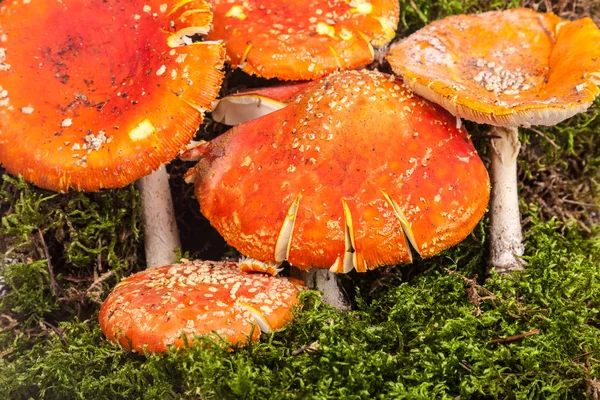 Fly agaric toadstool in moss — Stock Photo, Image
