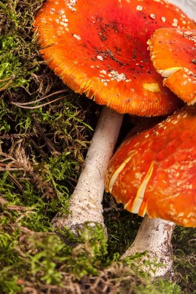 Fly agaric toadstool in moss — Stock Photo, Image