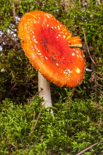 Fly agaric toadstool in moss — Stock Photo, Image