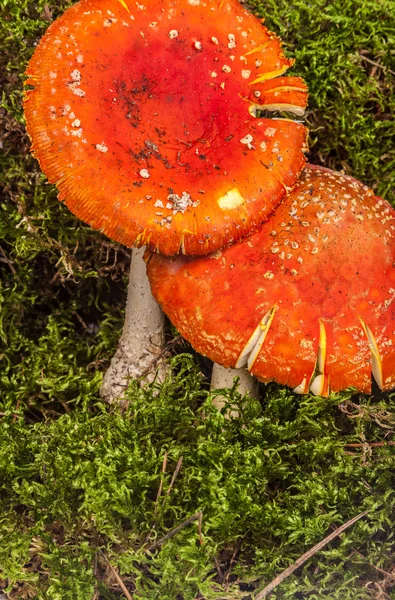 Fly agaric toadstool in moss — Stock Photo, Image