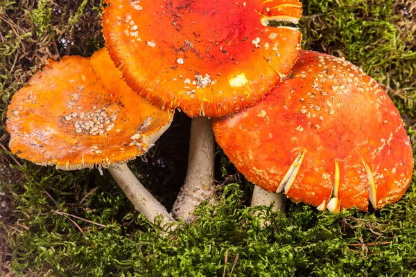 Fly agaric toadstool in moss — Stock Photo, Image