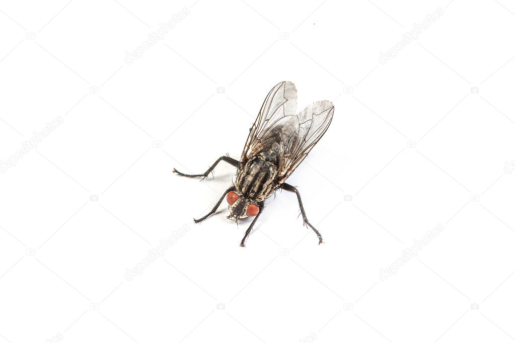 Housefly isolated on white