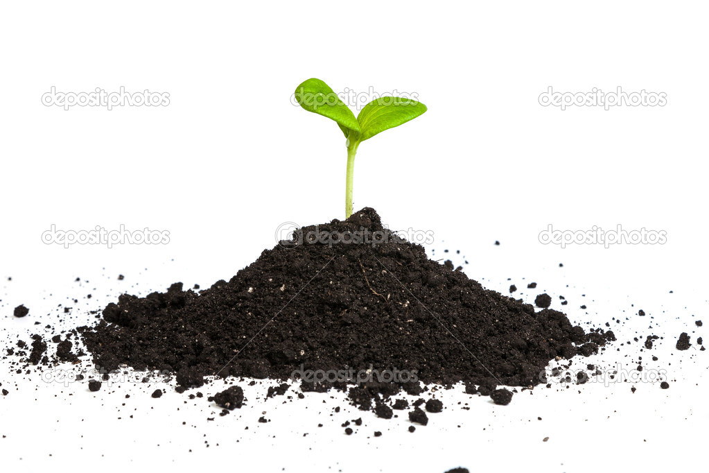 Heap dirt with a green sprout