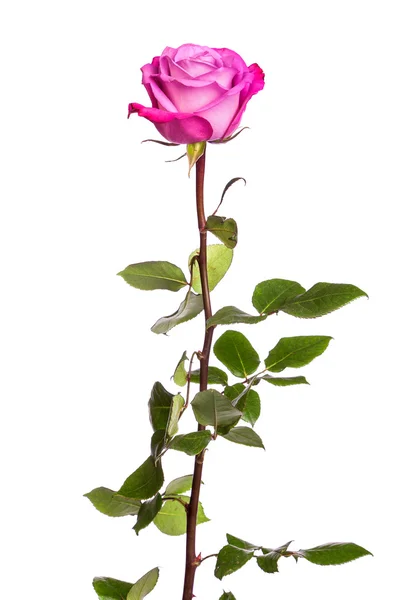 Fresh pink rose — Stock Photo, Image