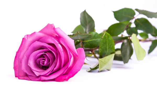 Färsk Rosa Ros — Stockfoto