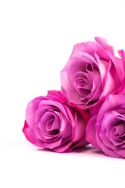 Svěží růžová růže — Stock fotografie