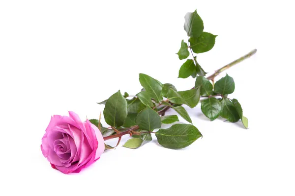 Una rosa rosa fresca — Foto de Stock