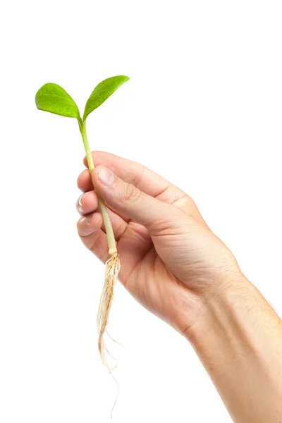 Male hand hold sprout — Stock Photo, Image