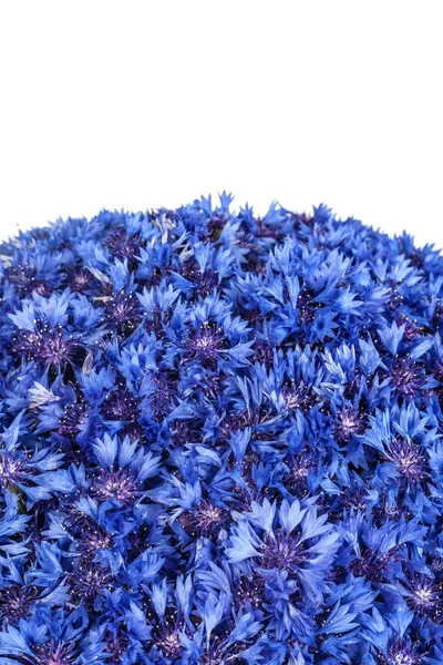 Flor de milho azul — Fotografia de Stock